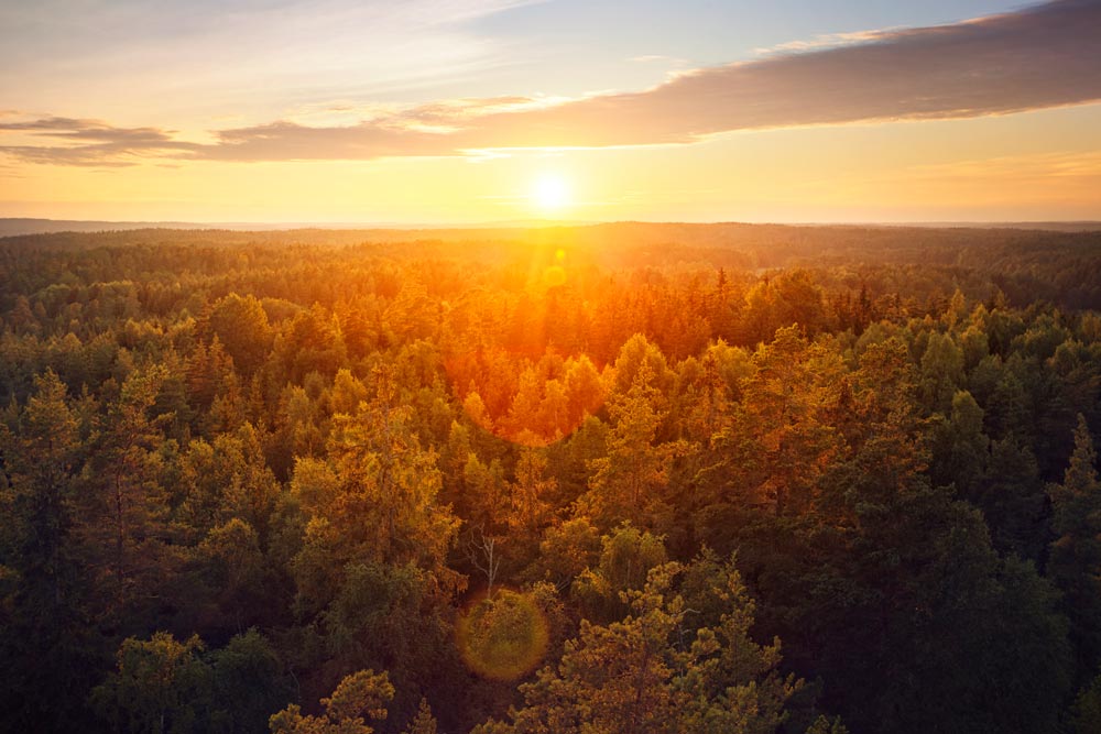 Solnedgång över tät skog sedd från luften